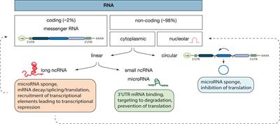 Non-coding RNAs in Cardiac Intercellular Communication